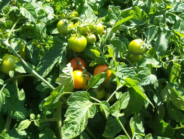 une plantation de tomates avec des fruits verts et plein de feuille