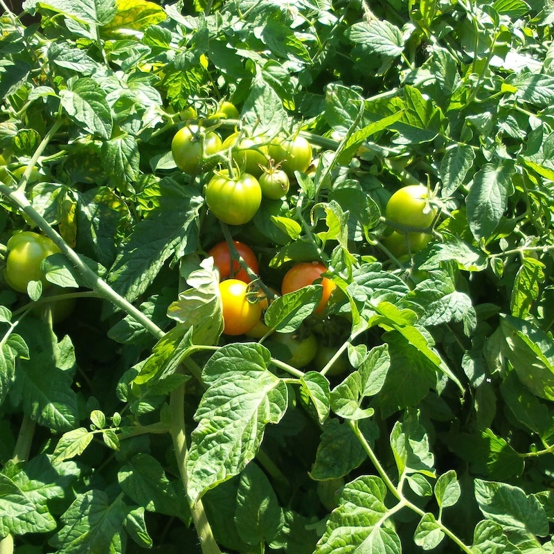 une plantation de tomates avec des fruits verts et plein de feuille