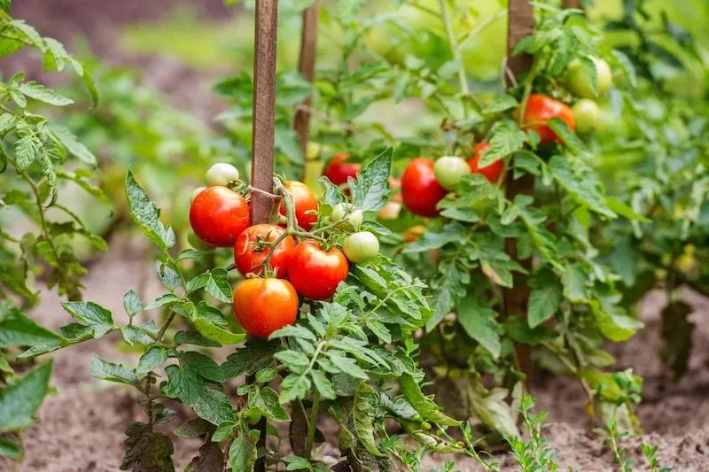 une plantation de tomates avec des tomates rouges et vertes