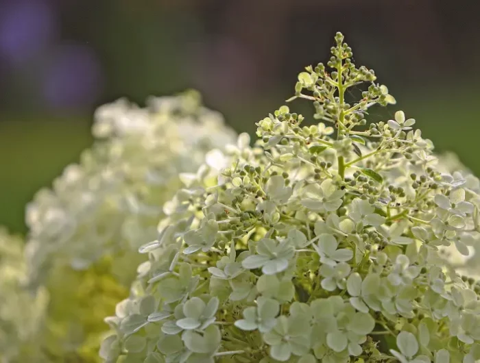 variete de hydrangea hortensia blanc forme en cone