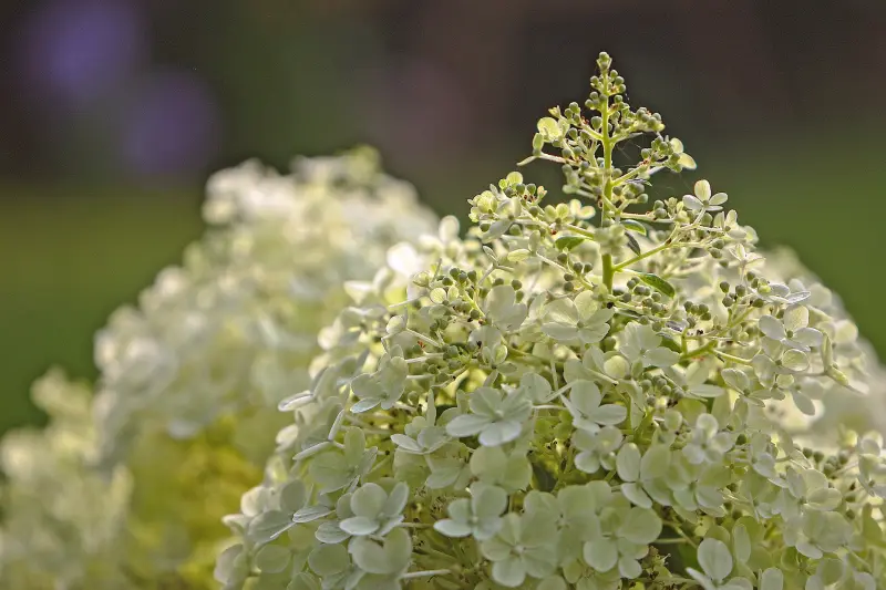 variete de hydrangea hortensia blanc forme en cone