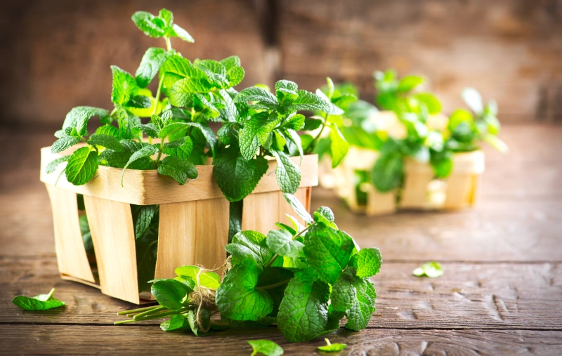 Comment conserver de la menthe fraîche ? Astuces et conseils