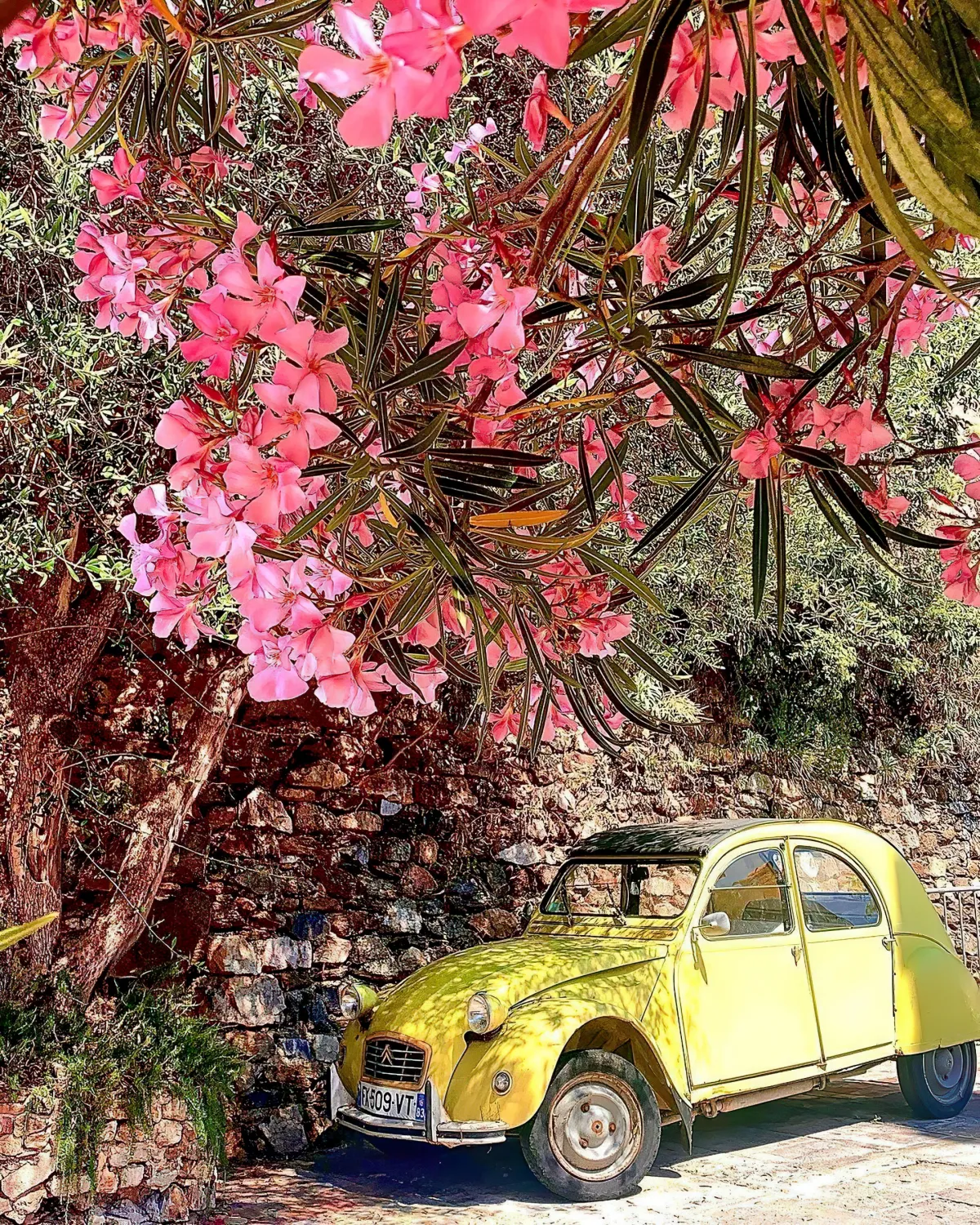 voiture retro jaune mur en brique laurier rose