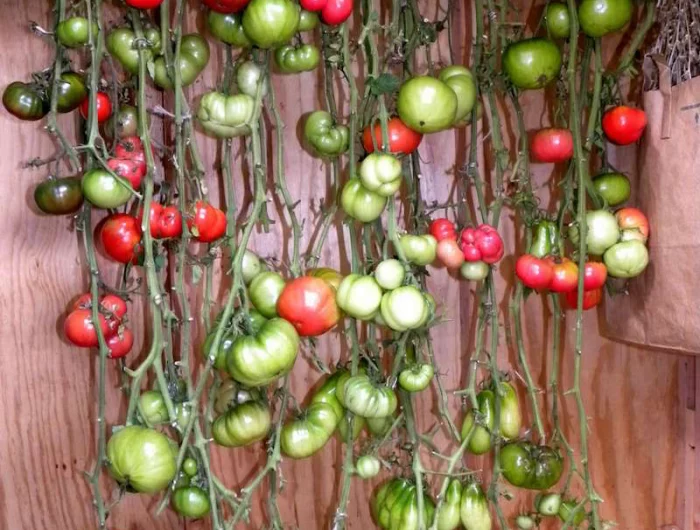 comment faire repartir un plant de tomate plantes de tomates conserves dan un soussol