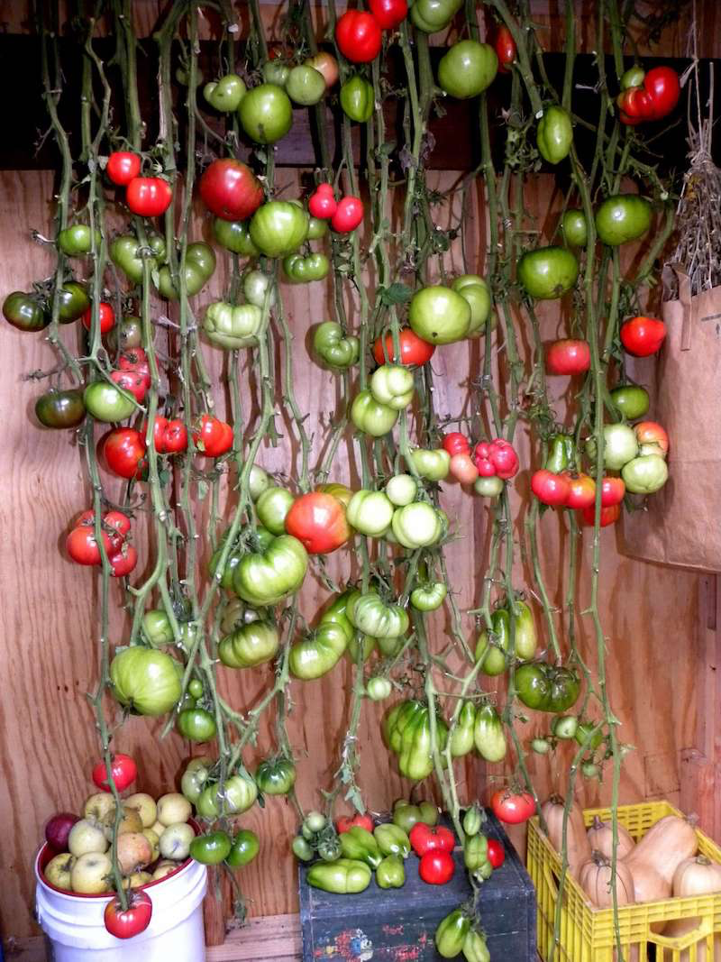 comment faire repartir un plant de tomate plantes de tomates conserves dan un soussol