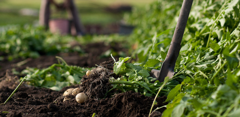 comment savoir si les pommes de terre sont prêtes à récolter patates arrachees dun sol humide
