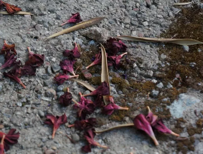 comment savoir si mon laurier a soif feuilles dessechees de laurier rose