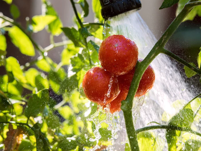 comment se débarrasser du mildiou dans la terre arrosage abondant tomates