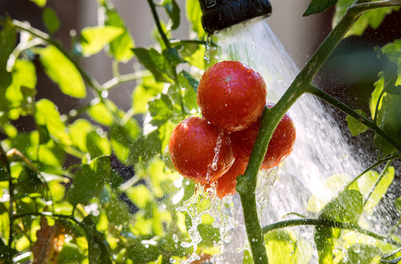 comment se débarrasser du mildiou dans la terre arrosage abondant tomates