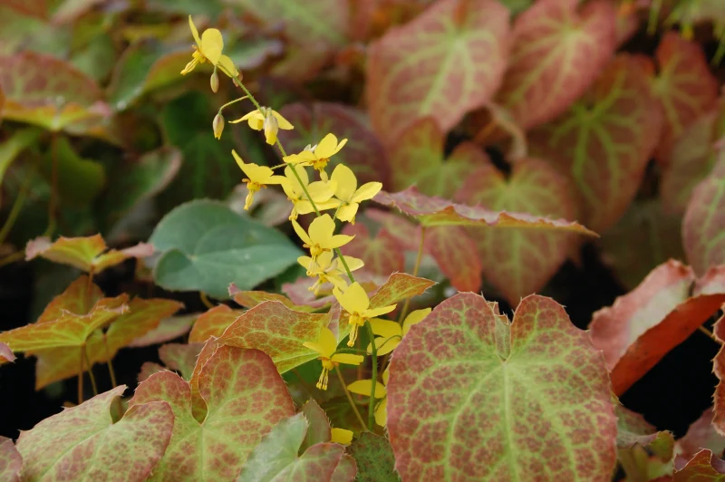 epimedieum ou la fleurs des elfs jaunes avec de grandes feuilles un peu marron