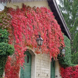LES arbustes persistants décoratifs à feuilles rouges en automne pour balcon et jardin