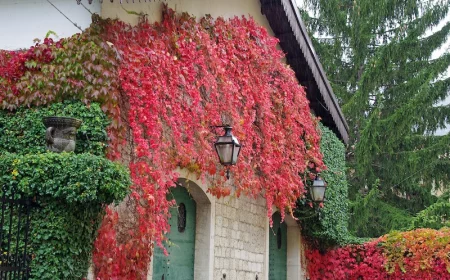les arbustes persistants décoratifs à feuilles rouges en automne pour balcon et jardin maison recouverte de feuilles rouges