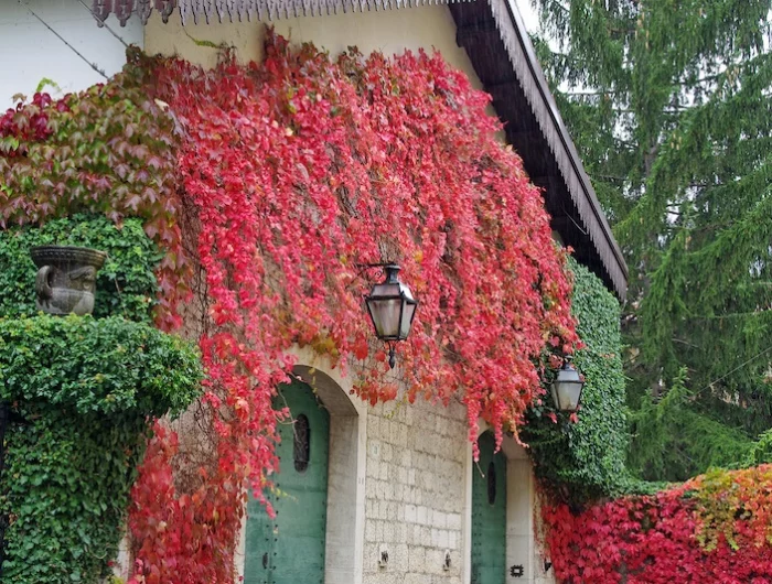 les arbustes persistants décoratifs à feuilles rouges en automne pour balcon et jardin maison recouverte de feuilles rouges