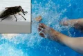 Comment éloigner les taons d’une piscine naturellement ?