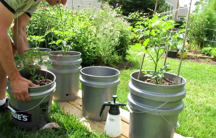 a combien de feuilles repiquer les tomates conteneur de tomates cerises