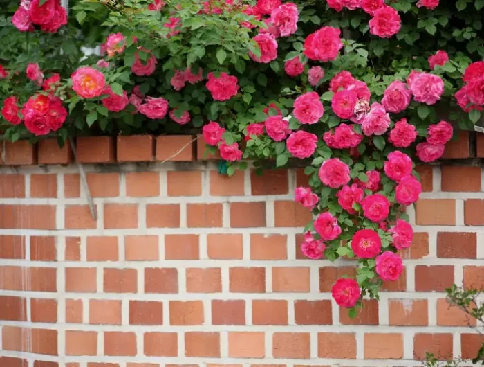 a quel moment tailler les rosiers qui pendent d'un mur