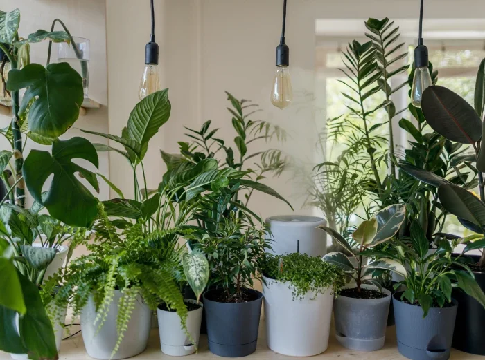 ampoule electrique pots plantes interieur monstera amendement produits maison