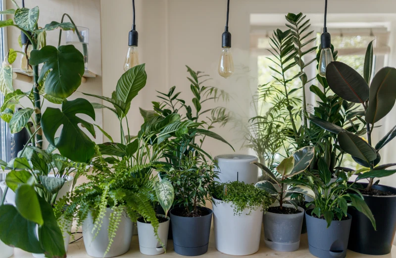 ampoule electrique pots plantes interieur monstera amendement produits maison