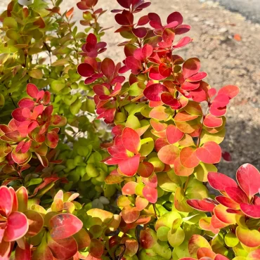 arbuste decoratif persistant feuillage jaune orange rouge formes feuilles ovales