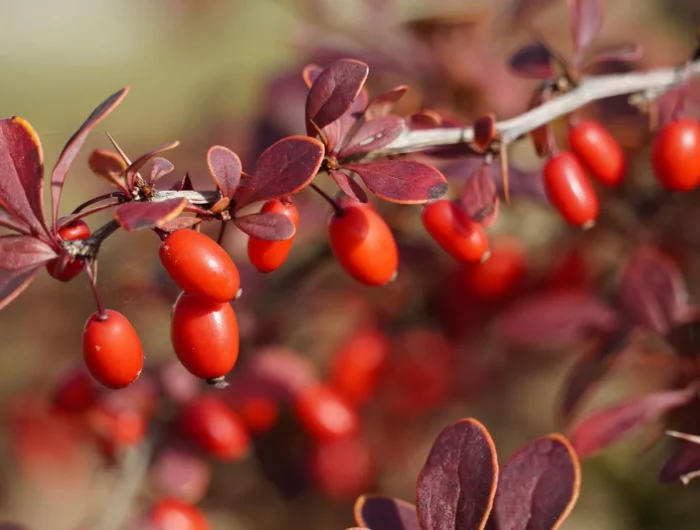 arbuste feuilles rouges persistant epinevinette fruits