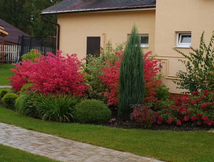 arbustes a feuilles rouges en automne berberis devant maison
