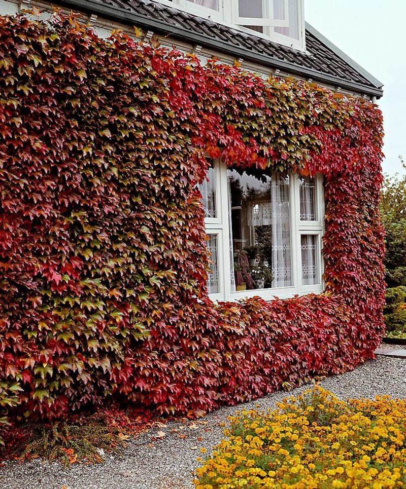 arbustes a feuilles rouges en automne berberis entourant maison