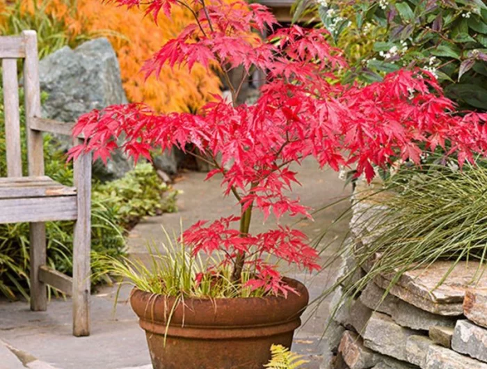arbustes a feuilles rouges persistants bretagne erable en pot
