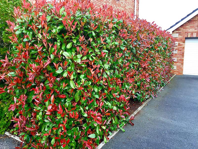 arbustes persistants afeuilles rouge enautomne phinia en haie