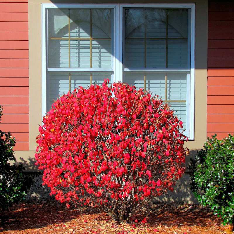 arbustes persistants afeuilles rouges devant une fenetre buisson euonymus