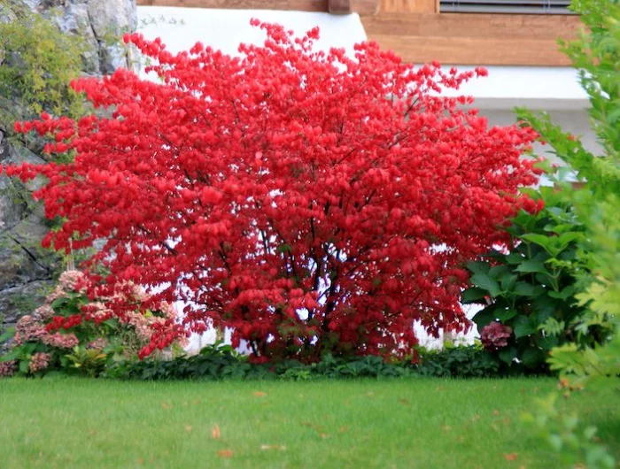 arbustes persistants feuilles rouges devant une maison