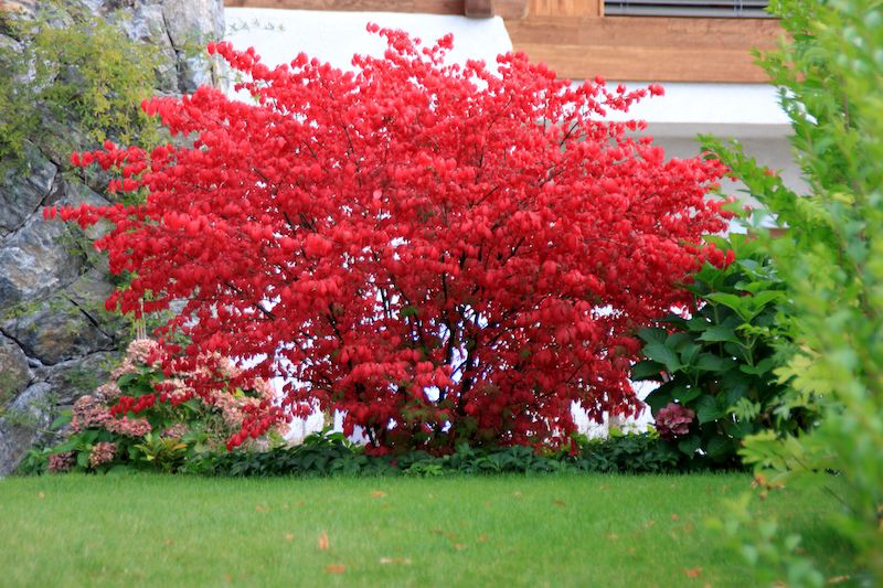 arbustes persistants feuilles rouges devant une maison