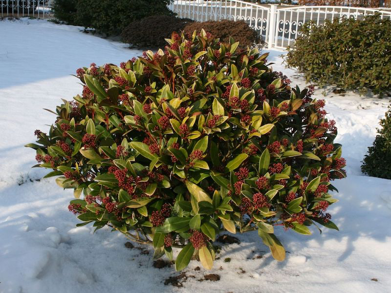 arbustes resistant chaleur gel age skimia japonica rouge fonce sur ballustrade