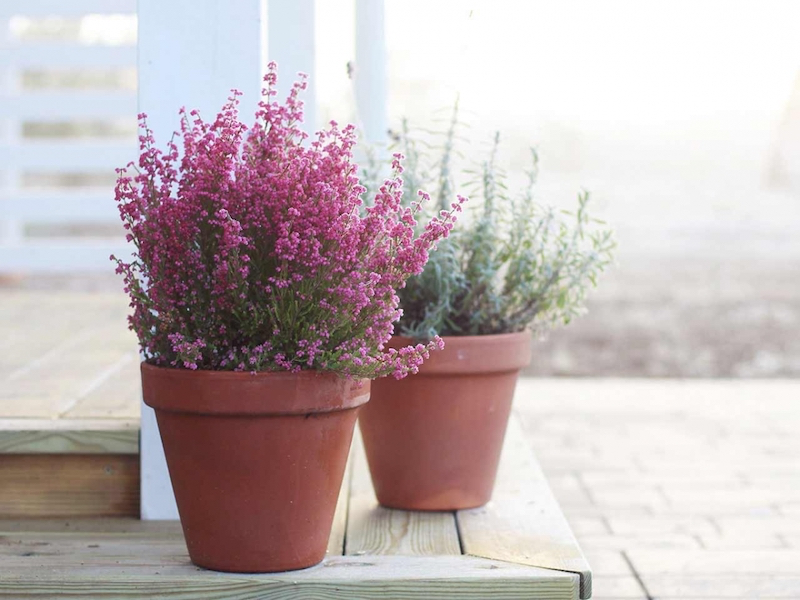 arbustes resistant chaleur gel erica rose et blanc en deux pots
