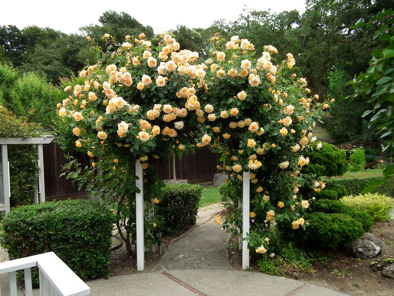 arche pour rosier grimpant rosier jaune sur deux tuteurs portedu jardin