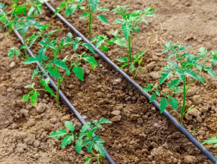 arrosage goutte à goutte tomates système d irrigation économies d eau