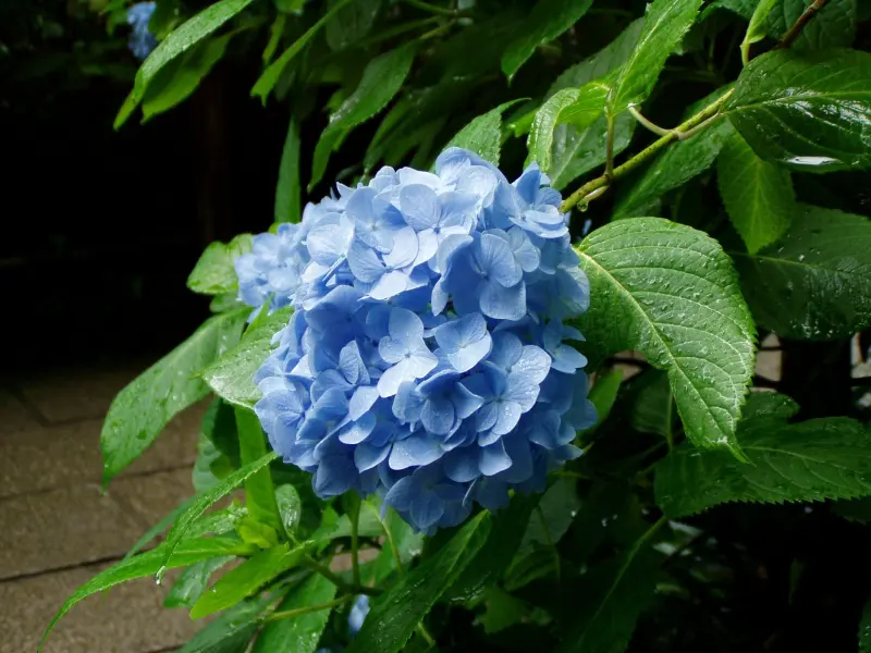 arrosage hortensia feuillage vert gouttes d eau boule fleur bleue