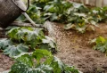 Canicule, sécheresse : Ces astuces de grand-mère pour arroser son jardin sans arrivée d’eau