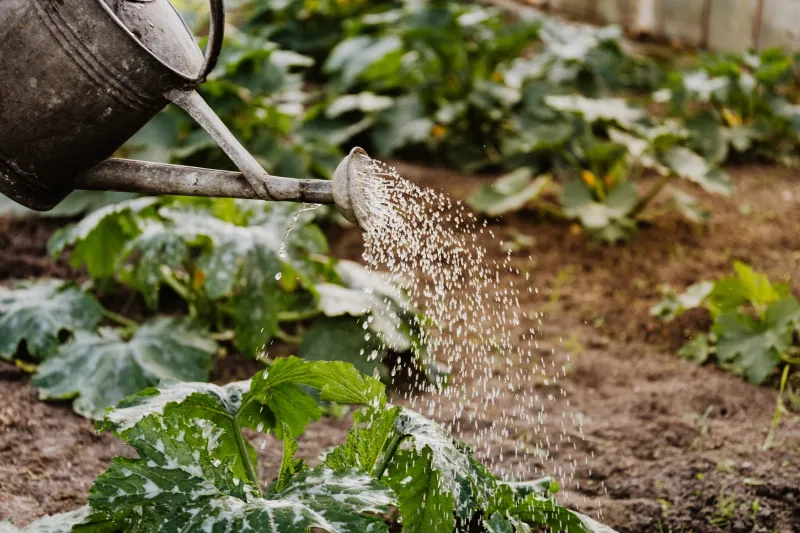 arroser sans arrivée d eau techniques simples d arrosage irrigation jardin canicule sécheresse