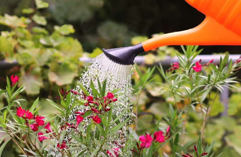 arroser un laurier rose arrosoir orange eau jardin plantes pot