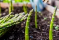 Potager de légumes perpétuels : planter une fois, récolter plusieurs années
