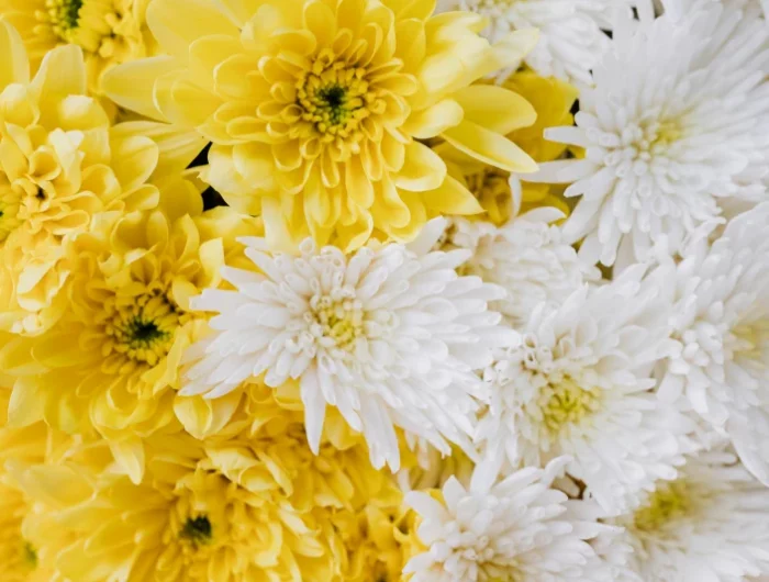 association de fleurs jaunes et blanches