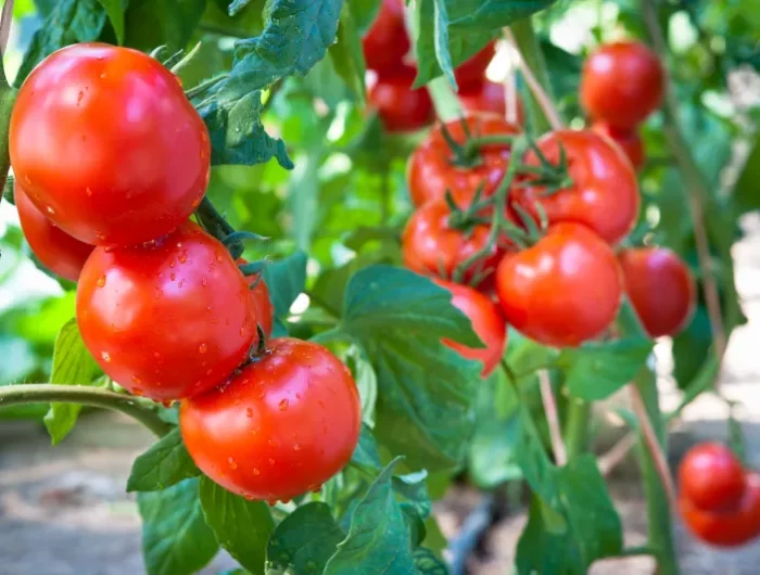 astuces et conseils pour avoir un bon rendement de tomates