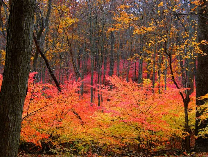 aubepines feuilles rouges en automne dans une fort
