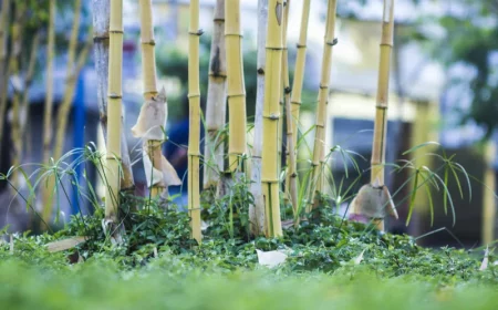 bambou dans le jardin conseils comment le tuer racines herbes