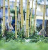 bambou dans le jardin conseils comment le tuer racines herbes