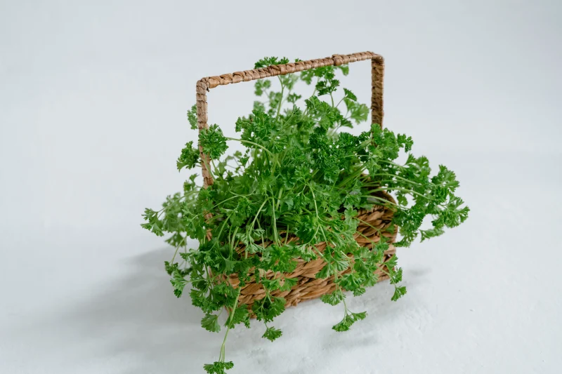 basket fibre naturelle herbe aromatique brins persil