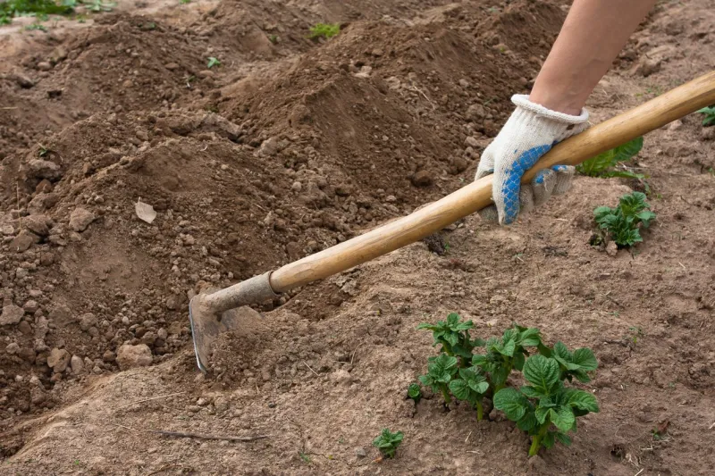 biner la terre idée comment jardiner sans eau pénurie d eau solutions