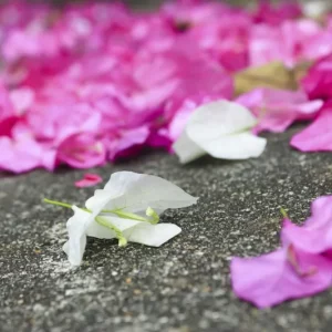 Bougainvillier perd ses fleurs et ses feuilles : Conseils pour le sauver