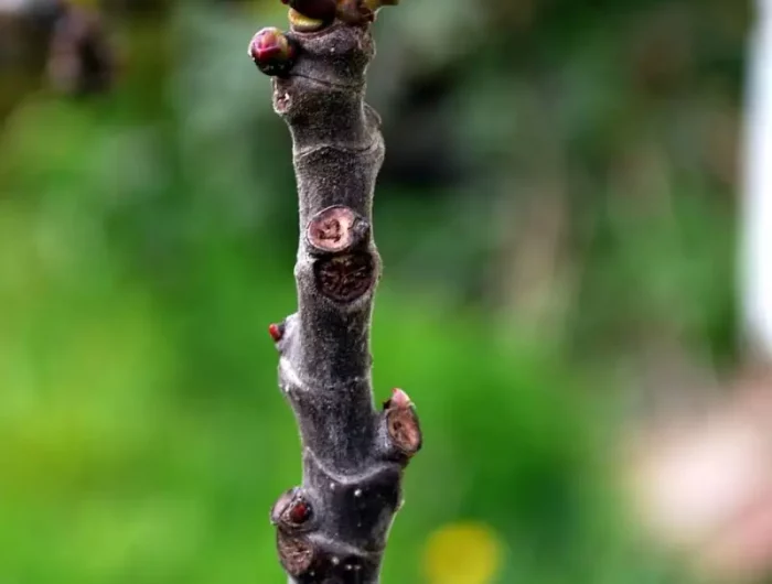 bourgeon de figuier et thyroide une branche de figuier