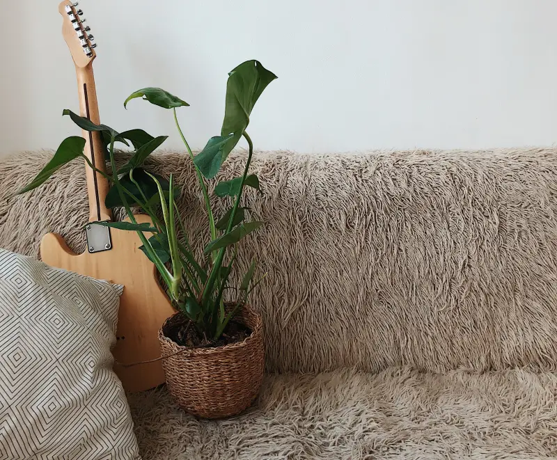 canape salon mur blanc instrument musique plante verte entretien